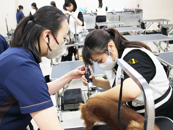 学校のモデル犬とトリミング実習♪